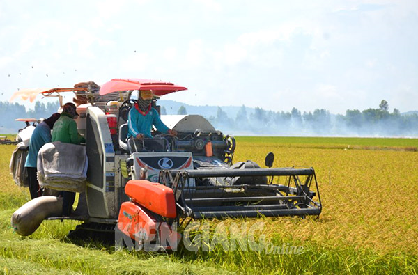 >Kiên Giang sẽ có 220.000ha tham gia đề án 1 triệu hecta lúa gạo chất lượng cao
